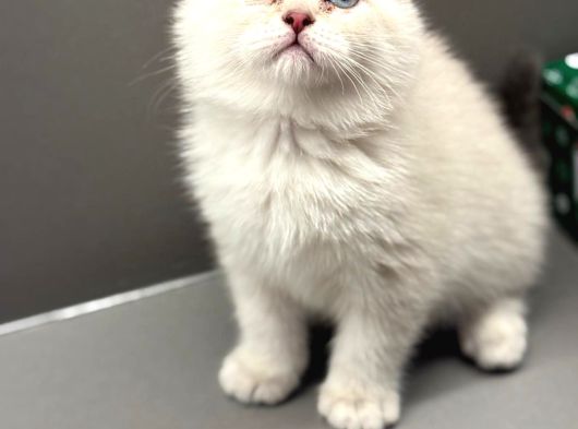 Show Kalite Scottish Fold Dişi Yavrumuz görsel