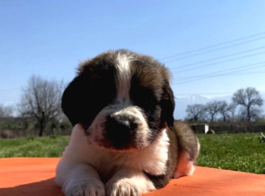 St Bernard Yavrularımız