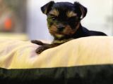 Ticup Yorki Bebekler