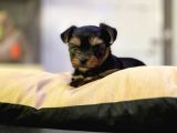 Ticup Yorki Bebekler