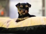 ticup yorki bebekler