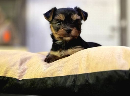 Ticup Yorki Bebekler