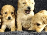 Poodle Bebeklerimiz