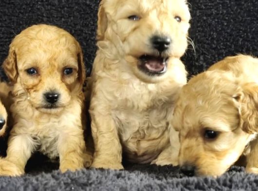 Poodle Bebeklerimiz görsel