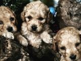 Poodle Bebeklerimiz