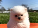 Pomerian boo bebeğimiz
