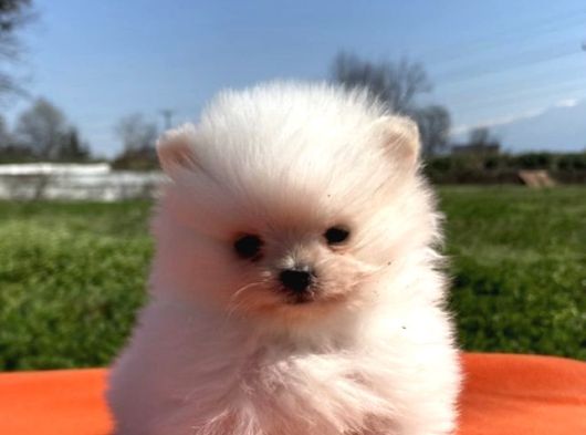 Pomerian Boo Bebeğimiz