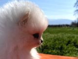 Pomerian Boo Bebeğimiz