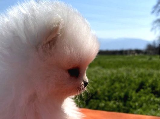 Pomerian Boo Bebeğimiz görsel