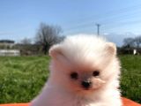 Pomerian Boo Bebeğimiz