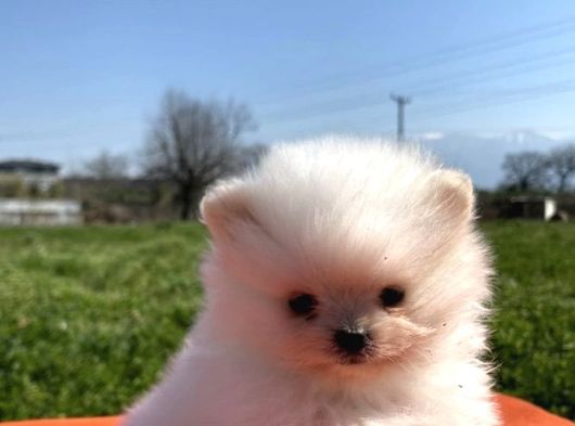 Pomerian Boo Bebeğimiz görsel