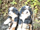 bernese dağ köpeği yavrularımız