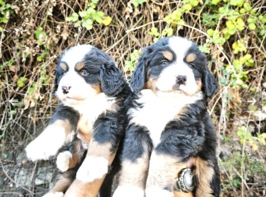 Bernese Dağ Köpeği Yavrularımız