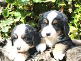 Bernese Dağ Köpeği Yavrularımız