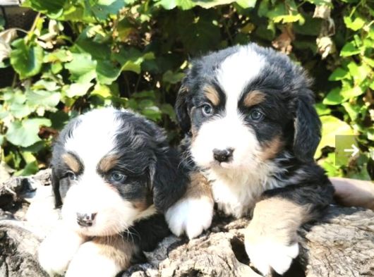 Bernese Dağ Köpeği Yavrularımız görsel