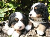 Bernese Dağ Köpeği Yavrularımız