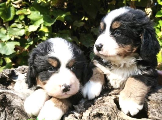 Bernese Dağ Köpeği Yavrularımız görsel