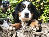 Bernese Dağ Köpeği Yavrularımız