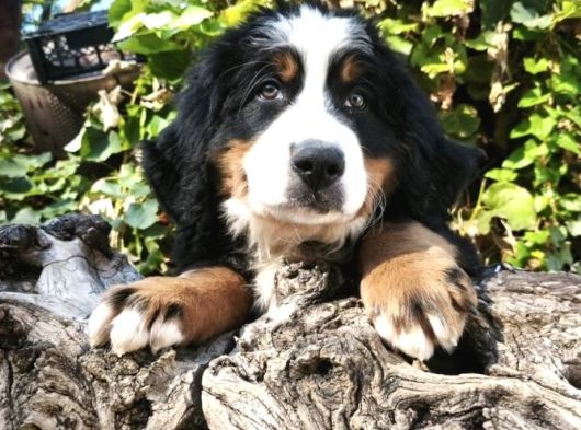 Bernese Dağ Köpeği Yavrularımız görsel