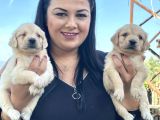 Bebekyüz Safkan Golden Retri̇ever Yavrularimiz