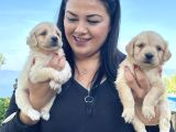 Bebekyüz Safkan Golden Retri̇ever Yavrularimiz