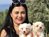 Pamuk Gi̇bi̇ Maltese Terri̇er Yavrularimiz