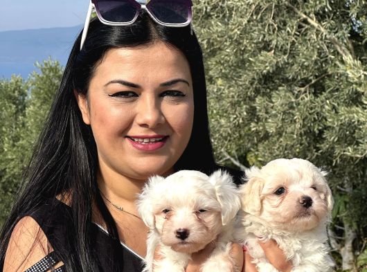 Pamuk Gi̇bi̇ Maltese Terri̇er Yavrularimiz görsel