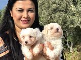 Pamuk Gi̇bi̇ Maltese Terri̇er Yavrularimiz