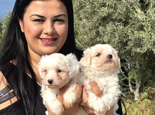 Pamuk Gi̇bi̇ Maltese Terri̇er Yavrularimiz görsel