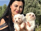 Pamuk Gi̇bi̇ Maltese Terri̇er Yavrularimiz