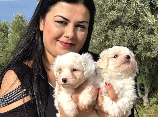 Pamuk Gi̇bi̇ Maltese Terri̇er Yavrularimiz görsel