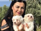 Pamuk Gi̇bi̇ Maltese Terri̇er Yavrularimiz