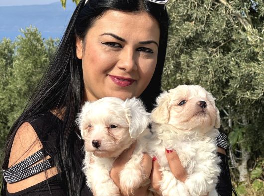 Pamuk Gi̇bi̇ Maltese Terri̇er Yavrularimiz görsel