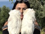 Pamuk Gi̇bi̇ Maltese Terri̇er Yavrularimiz