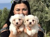 PAMUK GİBİ MALTESE TERRİER YAVRULARIMIZ