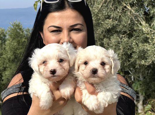 Pamuk Gi̇bi̇ Maltese Terri̇er Yavrularimiz