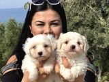 Pamuk Gi̇bi̇ Maltese Terri̇er Yavrularimiz