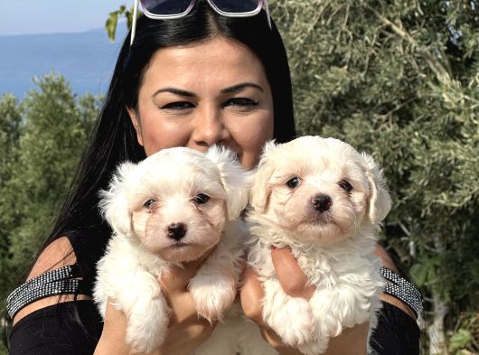 Pamuk Gi̇bi̇ Maltese Terri̇er Yavrularimiz görsel