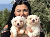 Pamuk Gi̇bi̇ Maltese Terri̇er Yavrularimiz