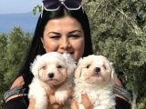 Pamuk Gi̇bi̇ Maltese Terri̇er Yavrularimiz