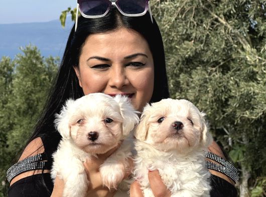 Pamuk Gi̇bi̇ Maltese Terri̇er Yavrularimiz görsel