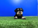 10 Yıllık Referanslarımızla Tek Resmi Üretici Schnauzer