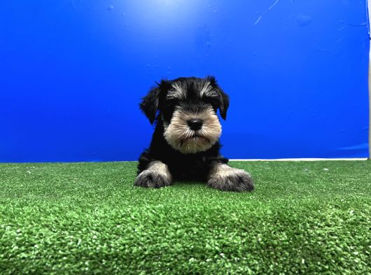 10 Yıllık Referanslarımızla Tek Resmi Üretici Schnauzer görsel