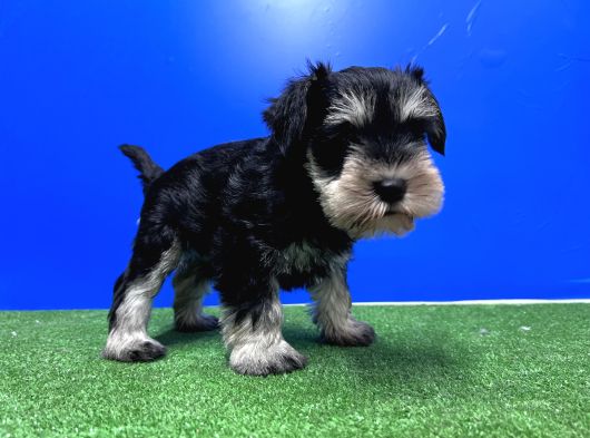 10 Yıllık Referanslarımızla Tek Resmi Üretici Schnauzer görsel