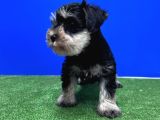 10 yıllık referanslarımızla tek resmi üretici schnauzer