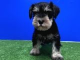 10 Yıllık Referanslarımızla Tek Resmi Üretici Schnauzer