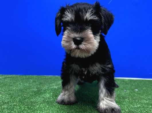 10 Yıllık Referanslarımızla Tek Resmi Üretici Schnauzer görsel