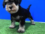 10 Yıllık Referanslarımızla Tek Resmi Üretici Schnauzer