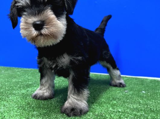 10 Yıllık Referanslarımızla Tek Resmi Üretici Schnauzer görsel