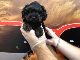 TÜRKİYEDE TEK GERÇEK SİLVER MALTİPOO YAVRULARI